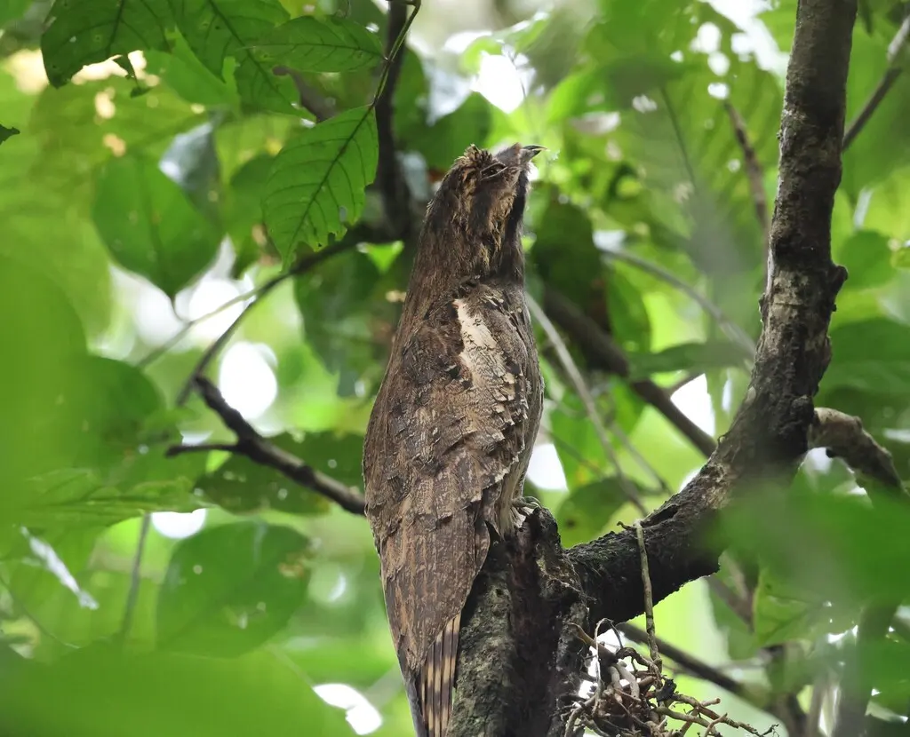 长尾钩嘴夜鹰(Nyctibius aethereus)