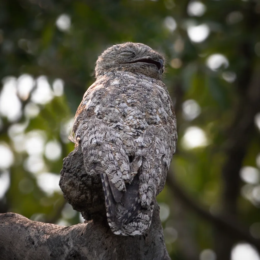 大钩嘴夜鹰(Nyctibius grandis)