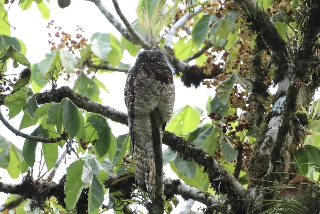 大钩嘴夜鹰(Nyctibius grandis)