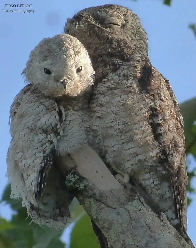 大钩嘴夜鹰(Nyctibius grandis)