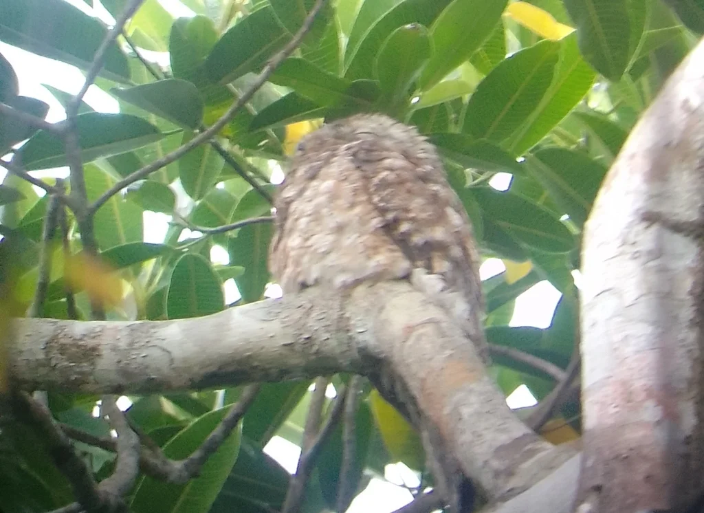 大钩嘴夜鹰(Nyctibius grandis)