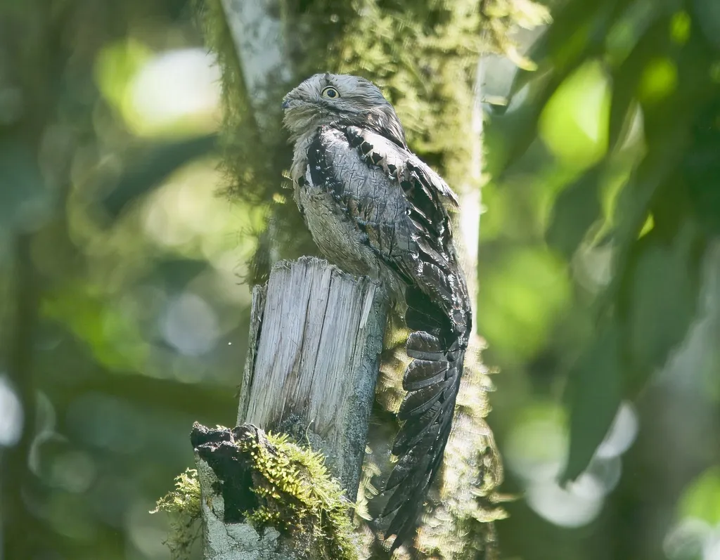 钩嘴夜鹰(Nyctibius griseus)