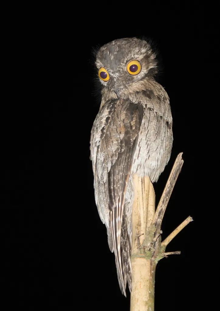 钩嘴夜鹰(Nyctibius griseus)