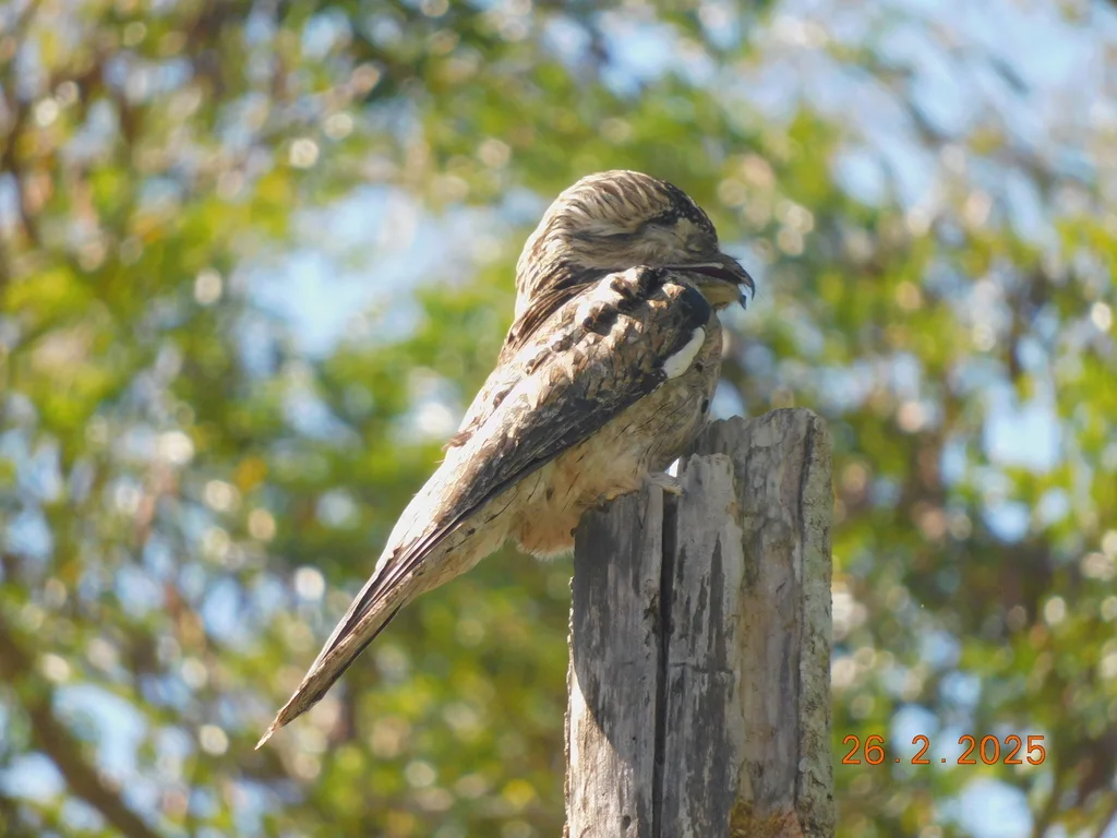 北钩嘴夜鹰(Nyctibius jamaicensis)