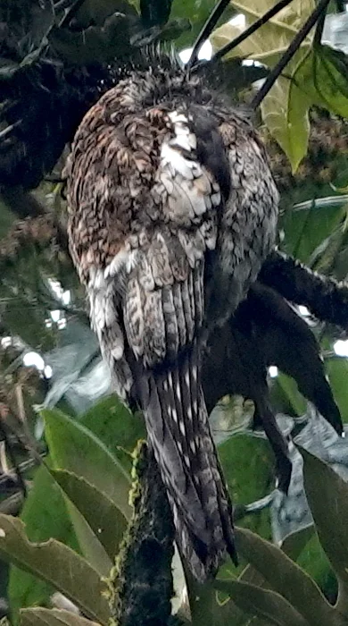 安第斯钩嘴夜鹰(Nyctibius maculosus)