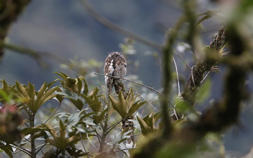 安第斯钩嘴夜鹰(Nyctibius maculosus)