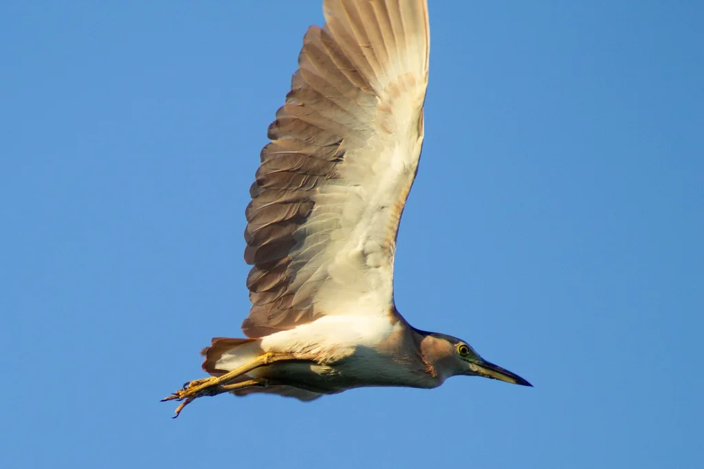 棕夜鹭（Nycticorax caledonicus）