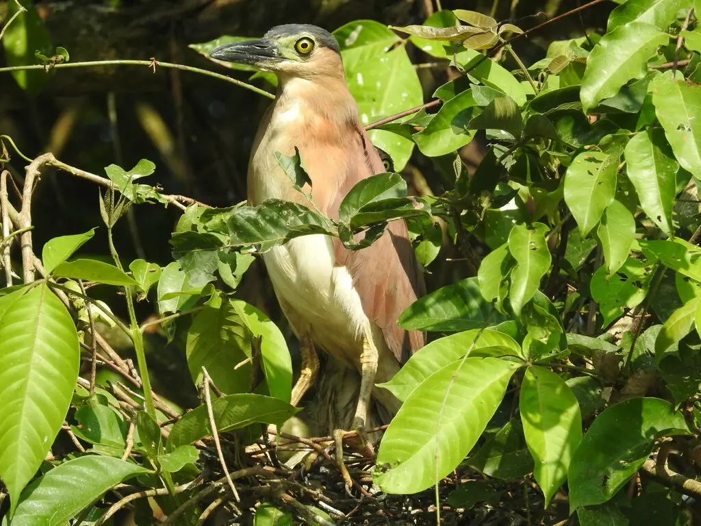 棕夜鹭（Nycticorax caledonicus）