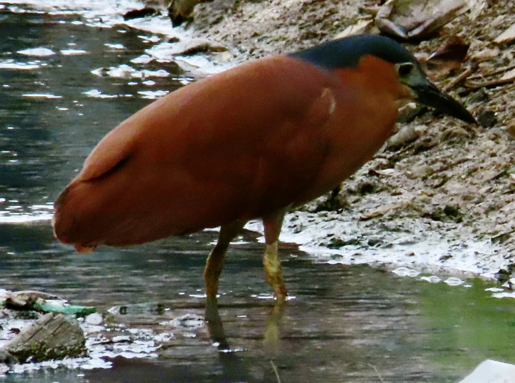 棕夜鹭（Nycticorax caledonicus）