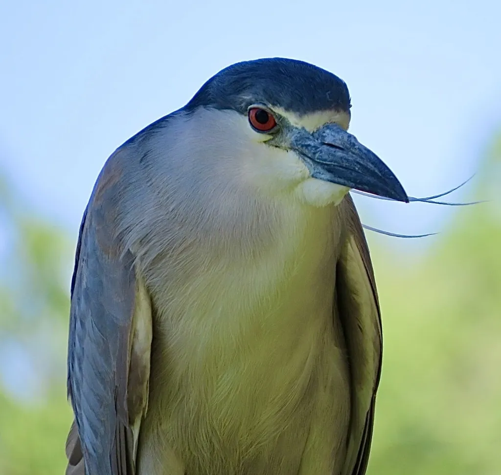夜鹭(Nycticorax nycticorax)