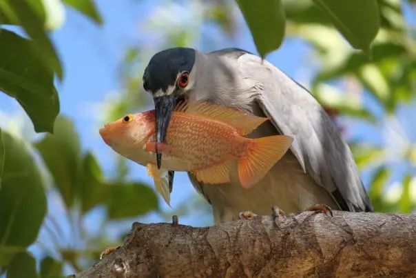 夜鹭(Nycticorax nycticorax)