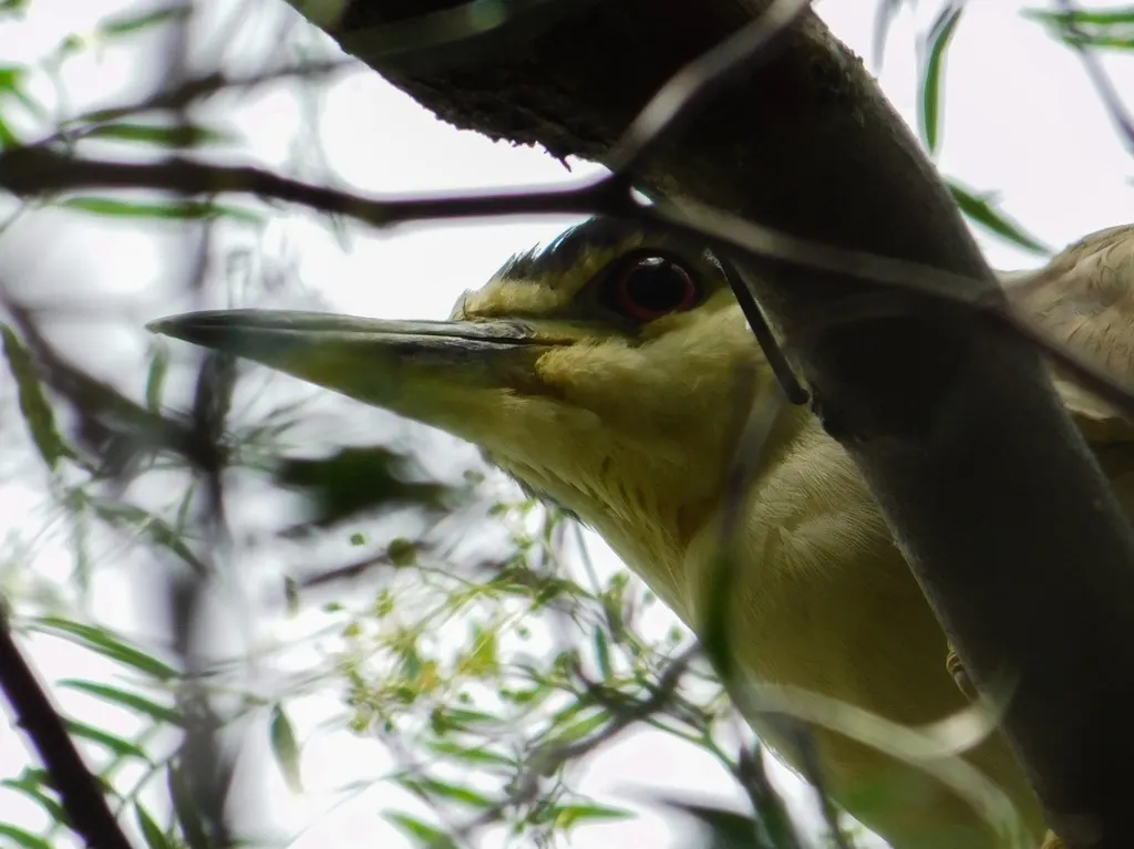 夜鹭(Nycticorax nycticorax)