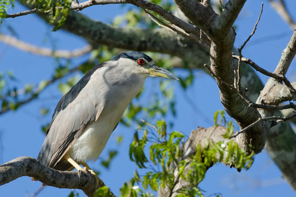 夜鹭(Nycticorax nycticorax)