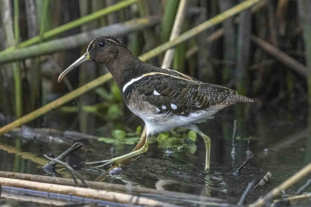 半领彩鹬(Nycticryphes semicollaris)