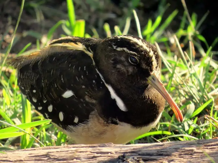 半领彩鹬(Nycticryphes semicollaris)