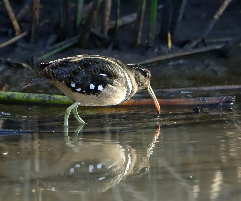 半领彩鹬(Nycticryphes semicollaris)