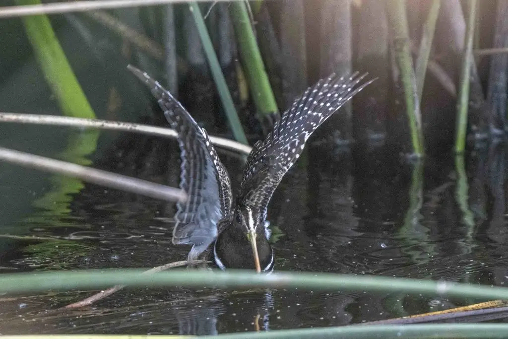 半领彩鹬(Nycticryphes semicollaris)