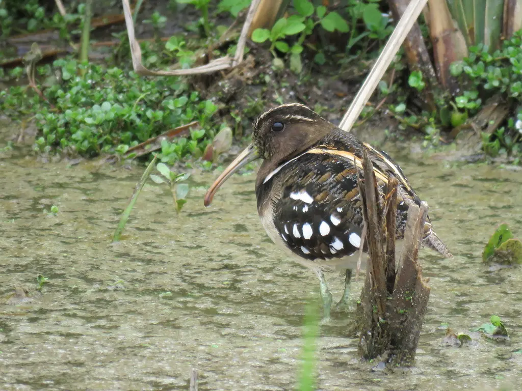 半领彩鹬(Nycticryphes semicollaris)