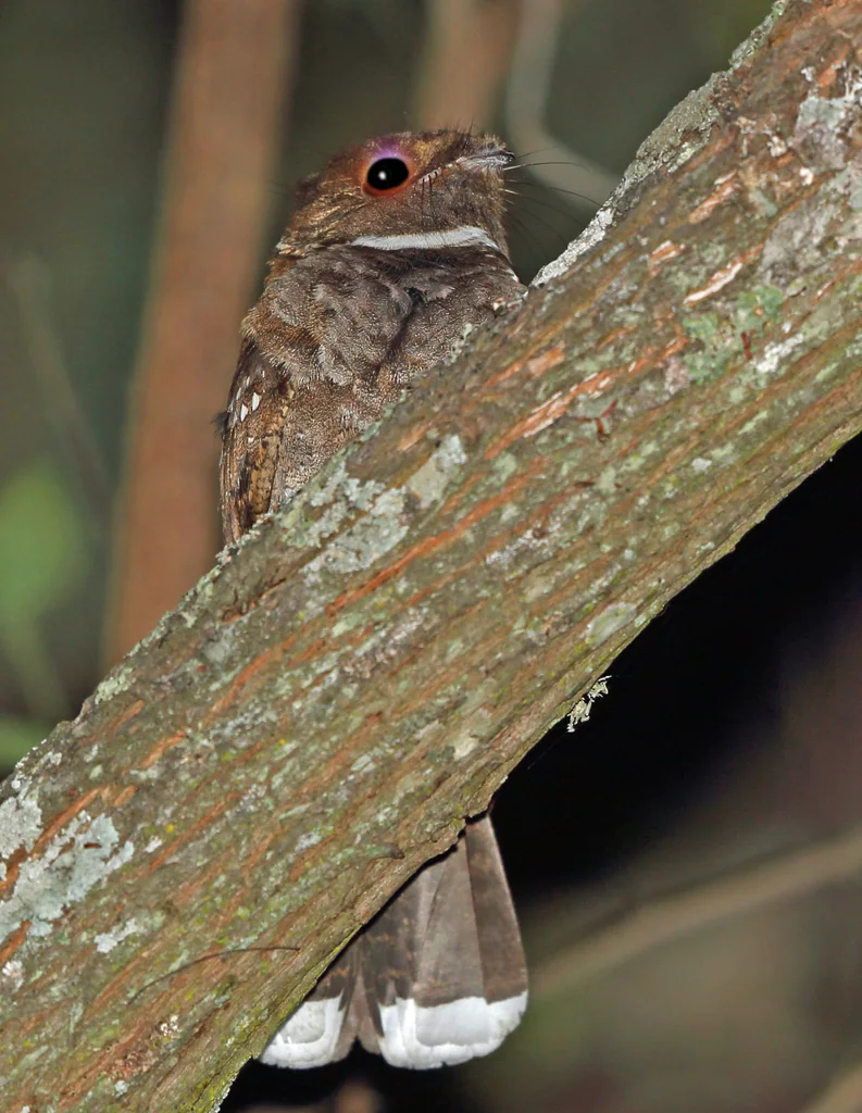 耳夜鹰(Nyctiphrynus mcleodii)