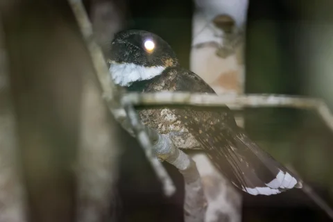 尤卡坦夜鹰