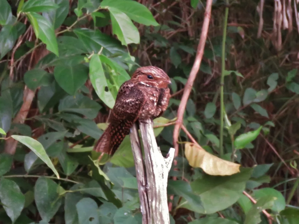 尤卡坦夜鹰（Nyctiphrynus yucatanicus）