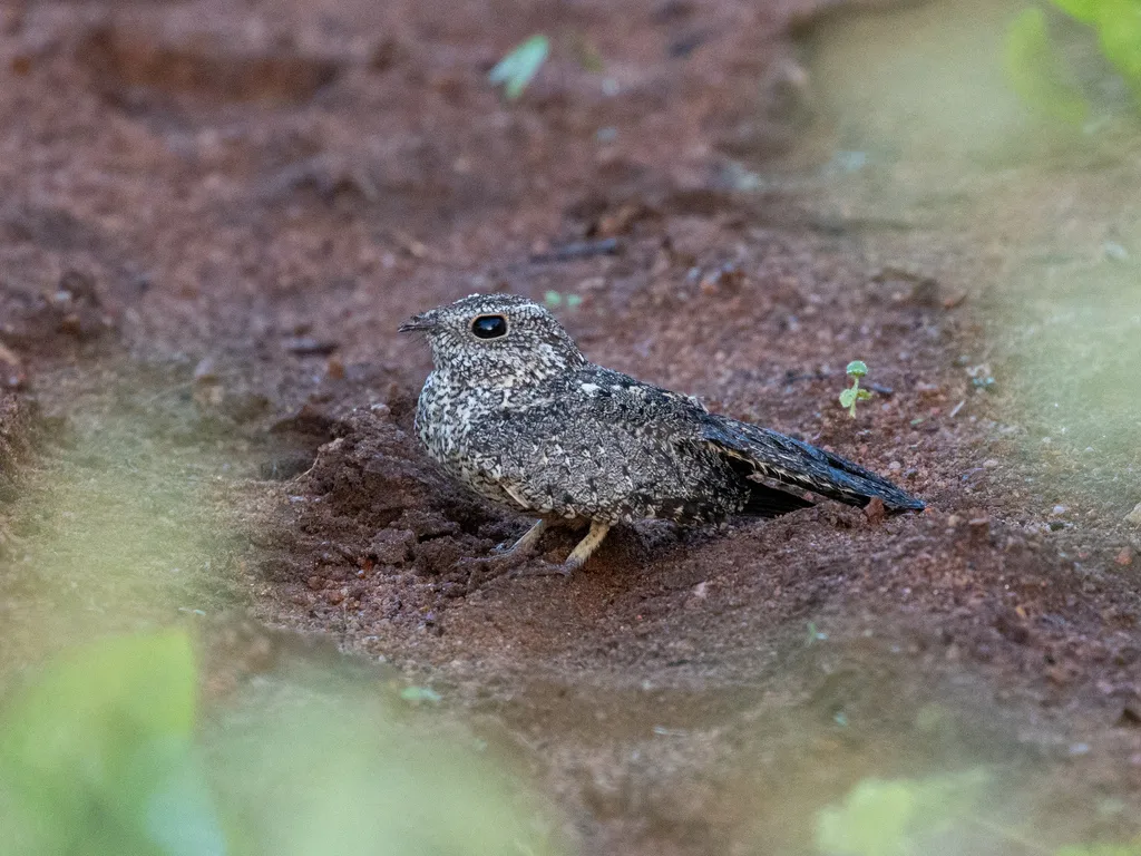 侏夜鹰(Nyctipolus hirundinaceus)