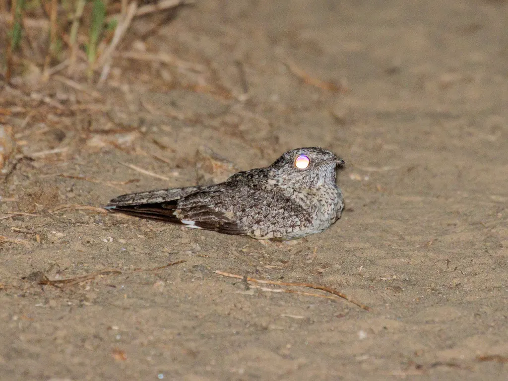 侏夜鹰(Nyctipolus hirundinaceus)