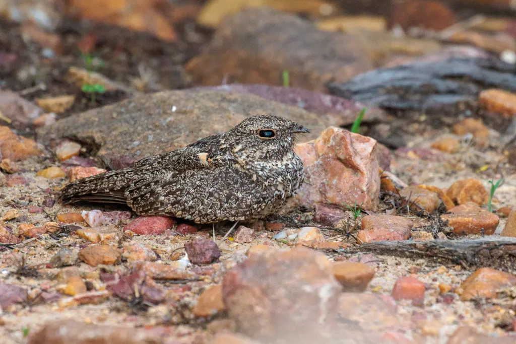 侏夜鹰(Nyctipolus hirundinaceus)