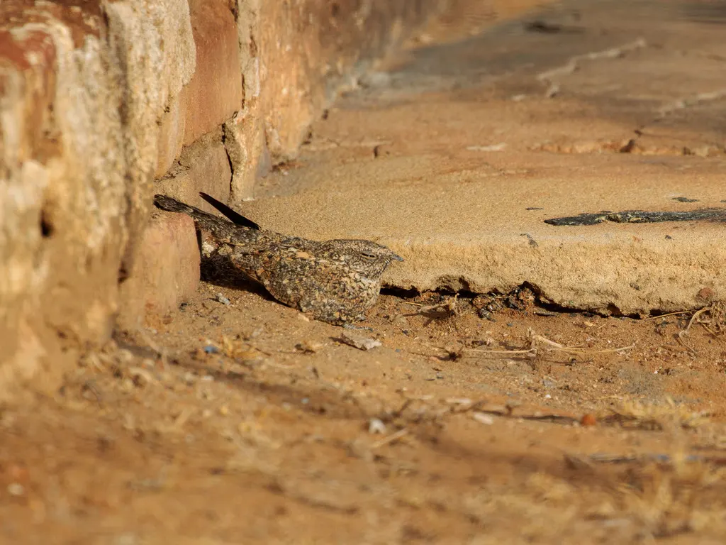 侏夜鹰(Nyctipolus hirundinaceus)
