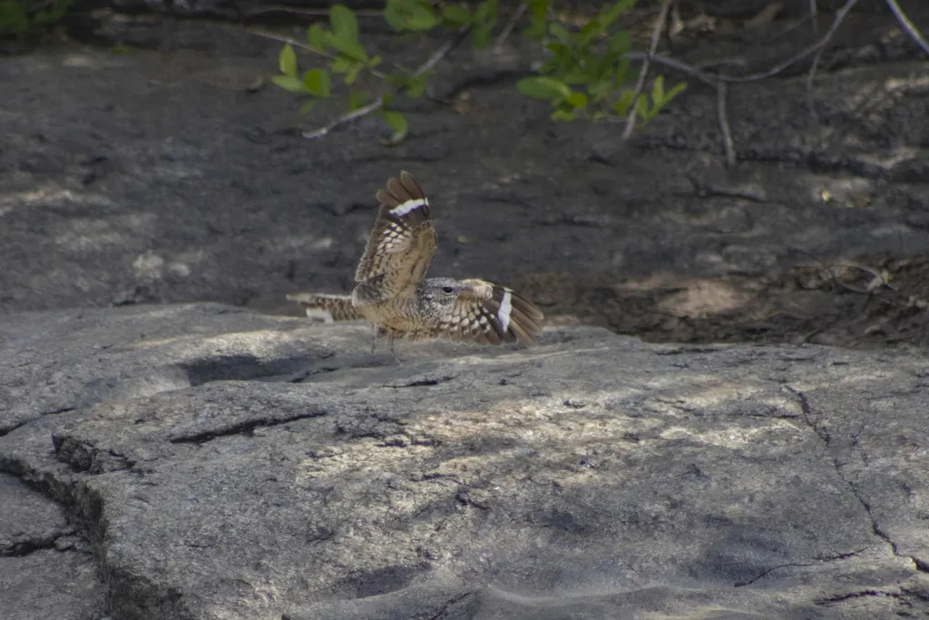 侏夜鹰(Nyctipolus hirundinaceus)