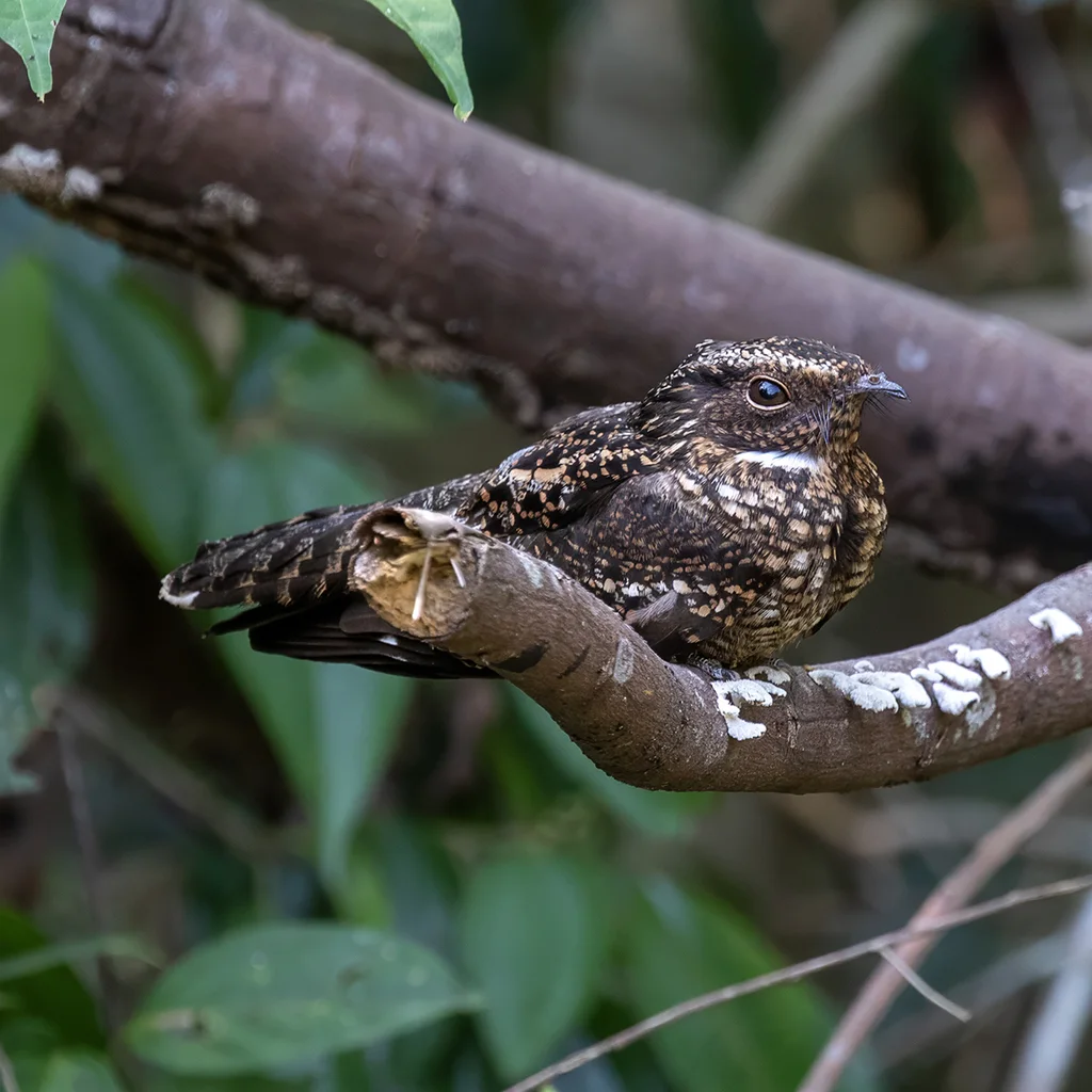 暗色夜鹰(Nyctipolus nigrescens)