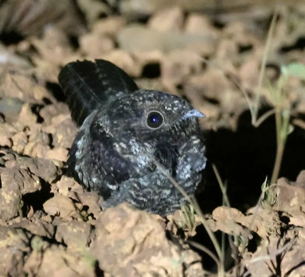 暗色夜鹰(Nyctipolus nigrescens)