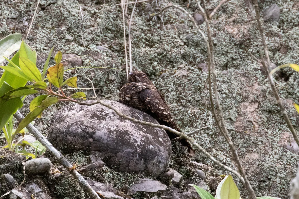 暗色夜鹰(Nyctipolus nigrescens)