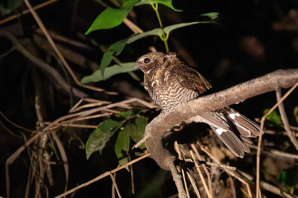 斑尾夜鹰(Nyctiprogne leucopyga)