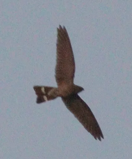 斑尾夜鹰(Nyctiprogne leucopyga)