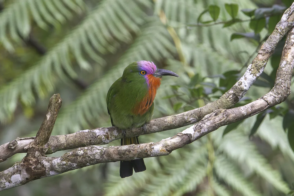 赤须夜蜂虎(Nyctyornis amictus)
