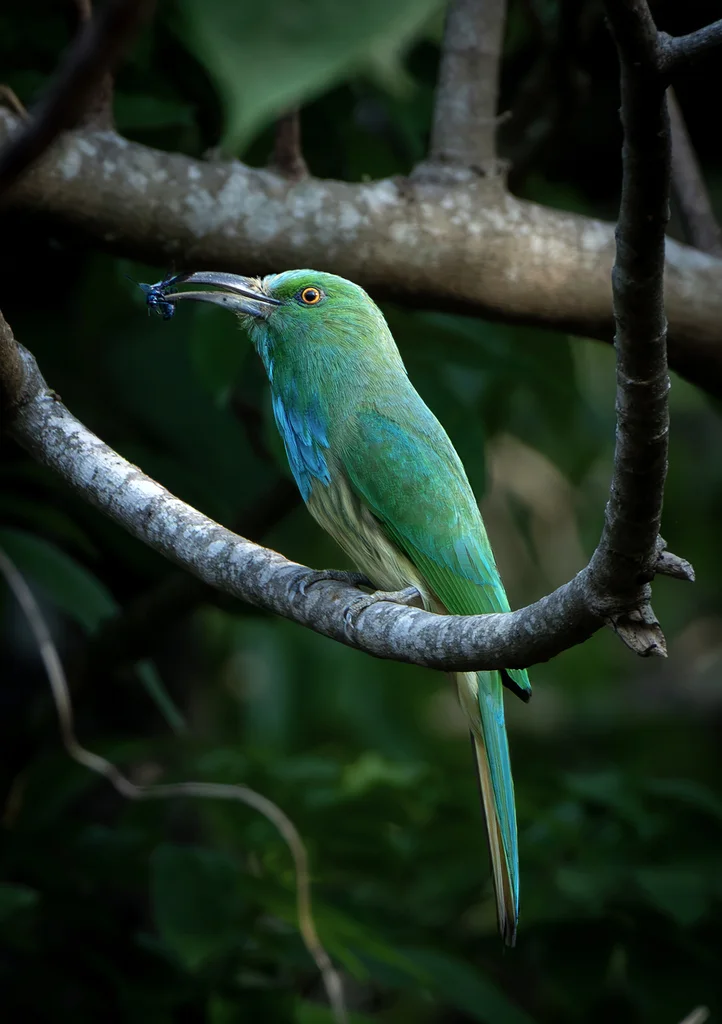 蓝须夜蜂虎(Nyctyornis athertoni)