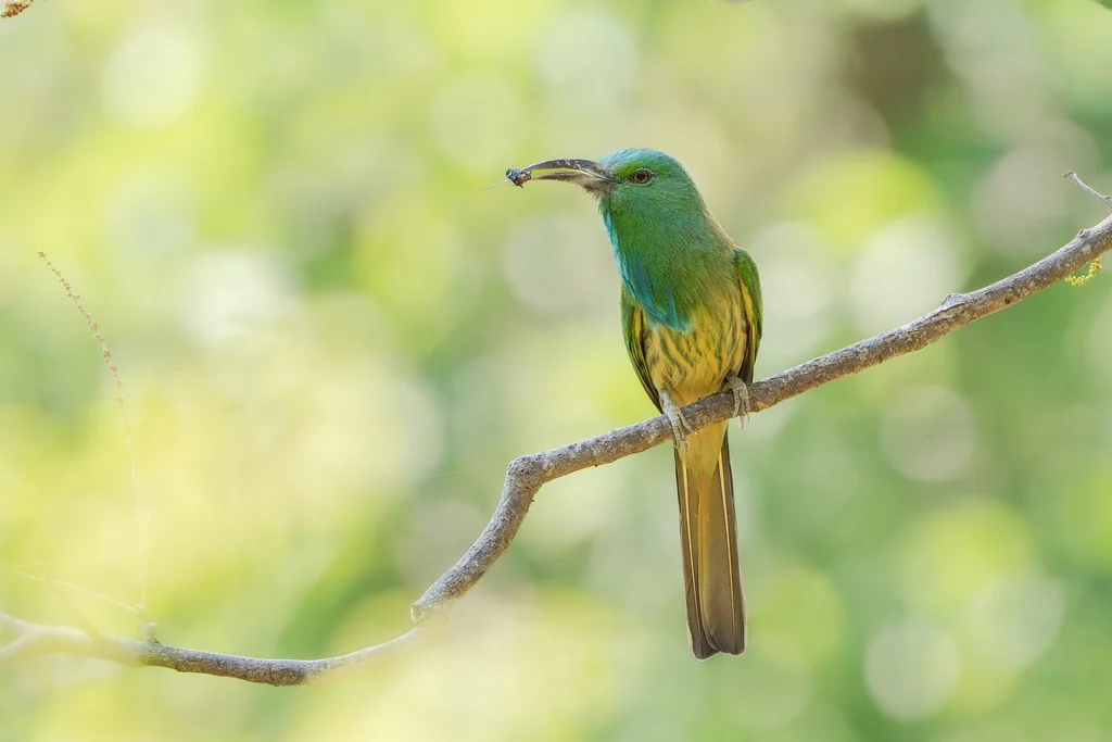 蓝须夜蜂虎(Nyctyornis athertoni)