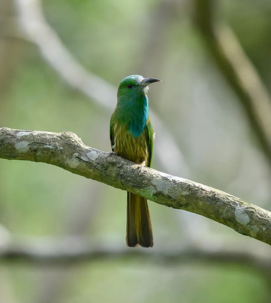 蓝须夜蜂虎(Nyctyornis athertoni)