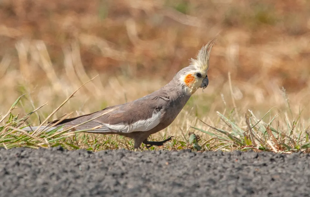 鸡尾鹦鹉(Nymphicus hollandicus)