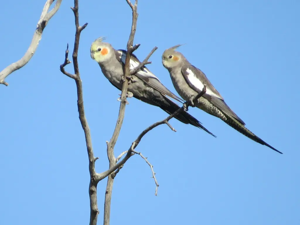鸡尾鹦鹉(Nymphicus hollandicus)