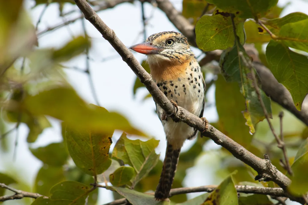 斑背蓬头䴕(Nystalus maculatus)