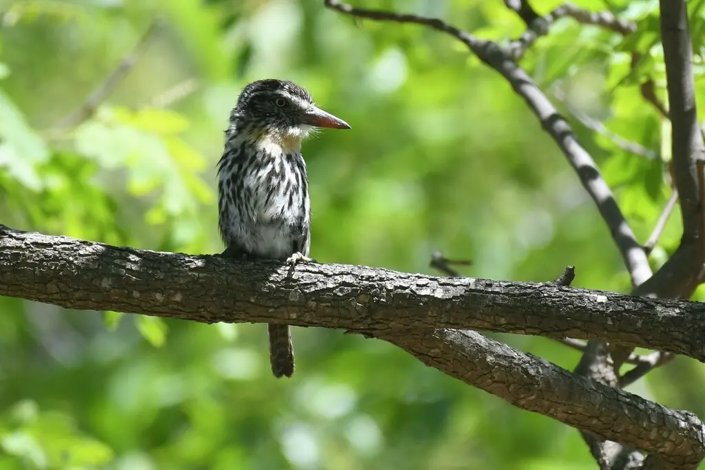斑背蓬头䴕(Nystalus maculatus)