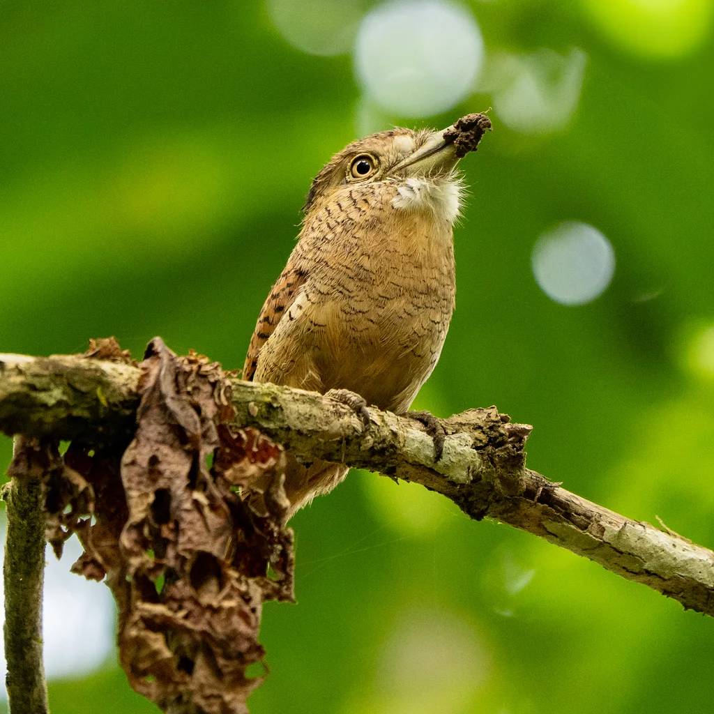 横斑蓬头䴕(Nystalus radiatus)