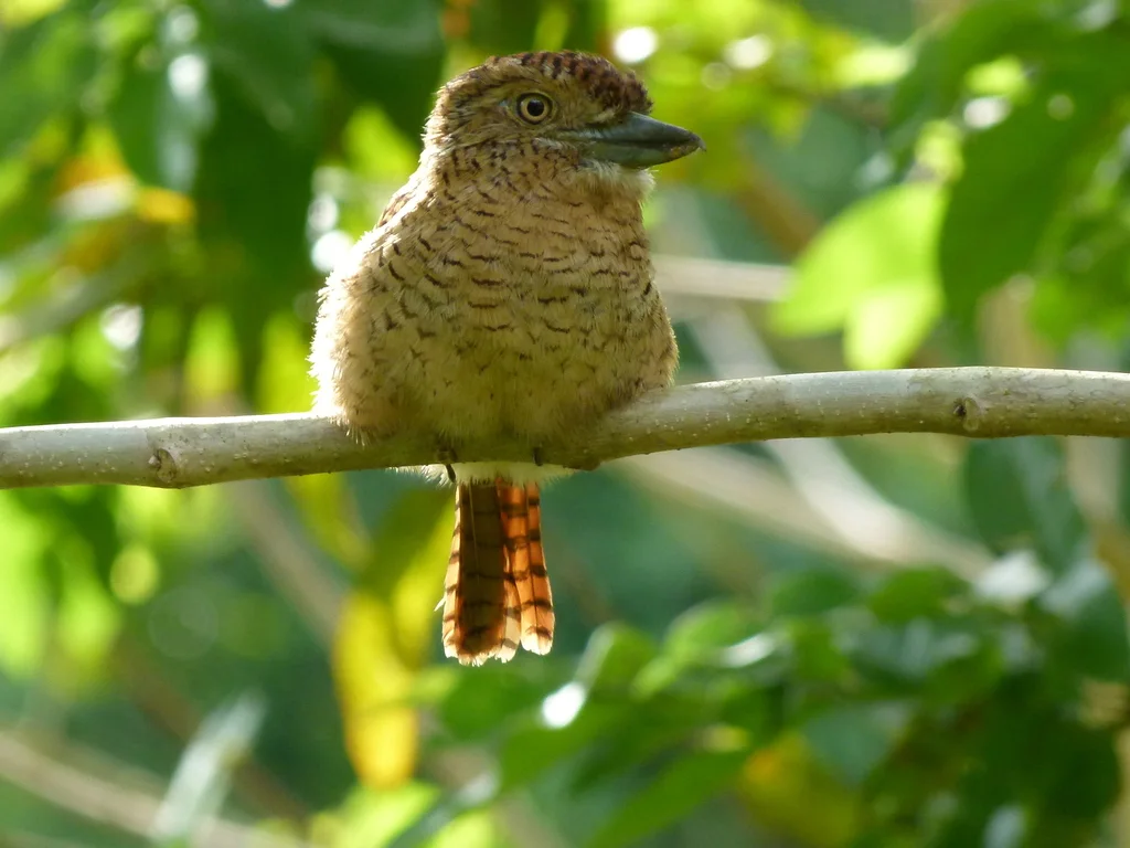 横斑蓬头䴕(Nystalus radiatus)