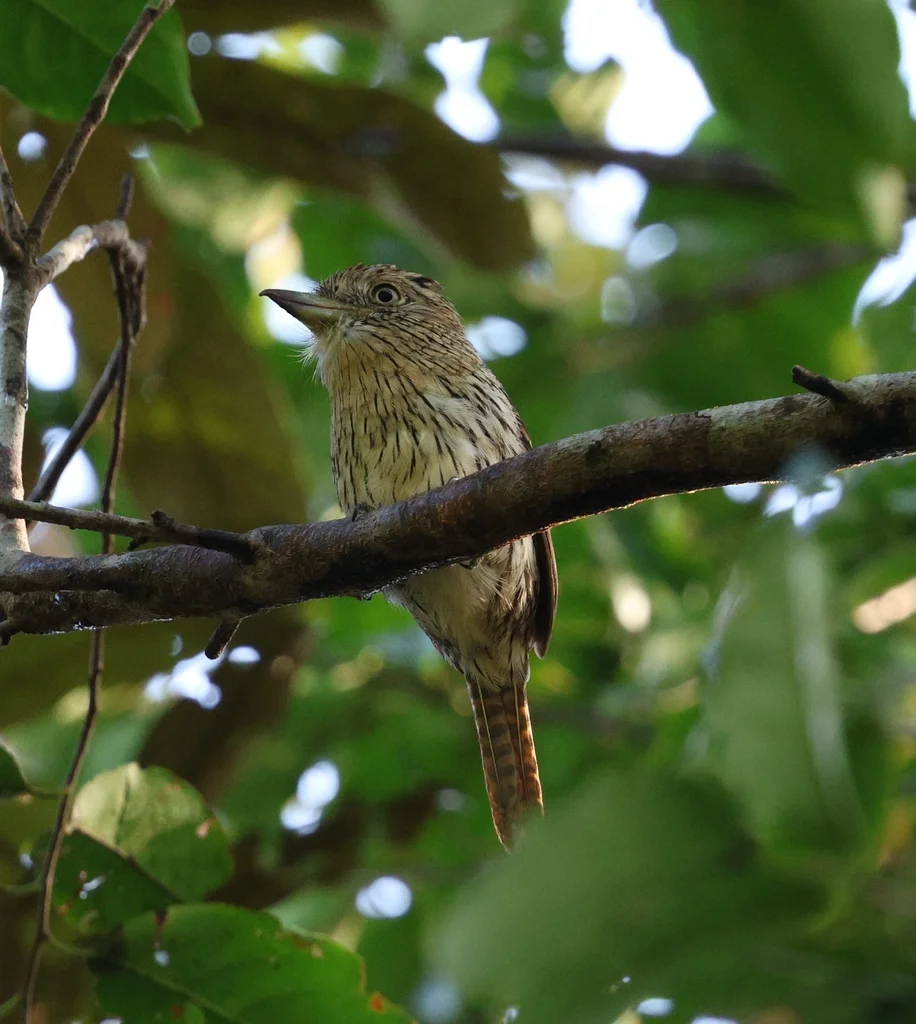 条纹蓬头䴕(Nystalus striolatus)