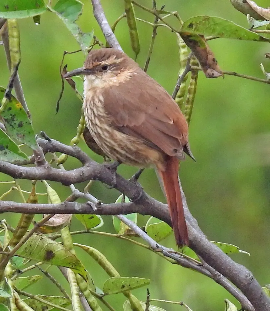 岩爬地雀(Ochetorhynchus andaecola)
