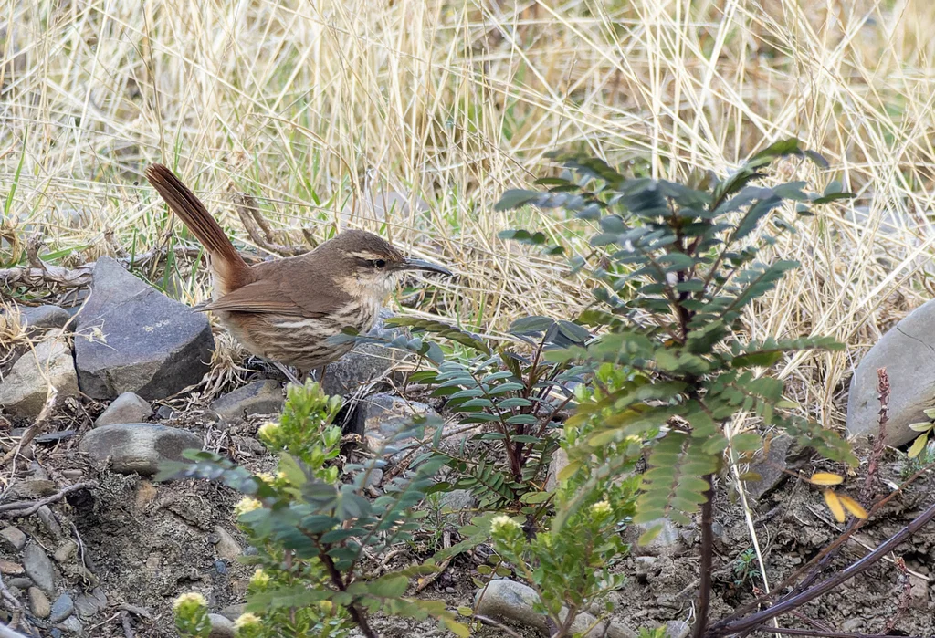 岩爬地雀(Ochetorhynchus andaecola)