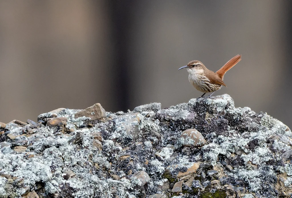 岩爬地雀(Ochetorhynchus andaecola)