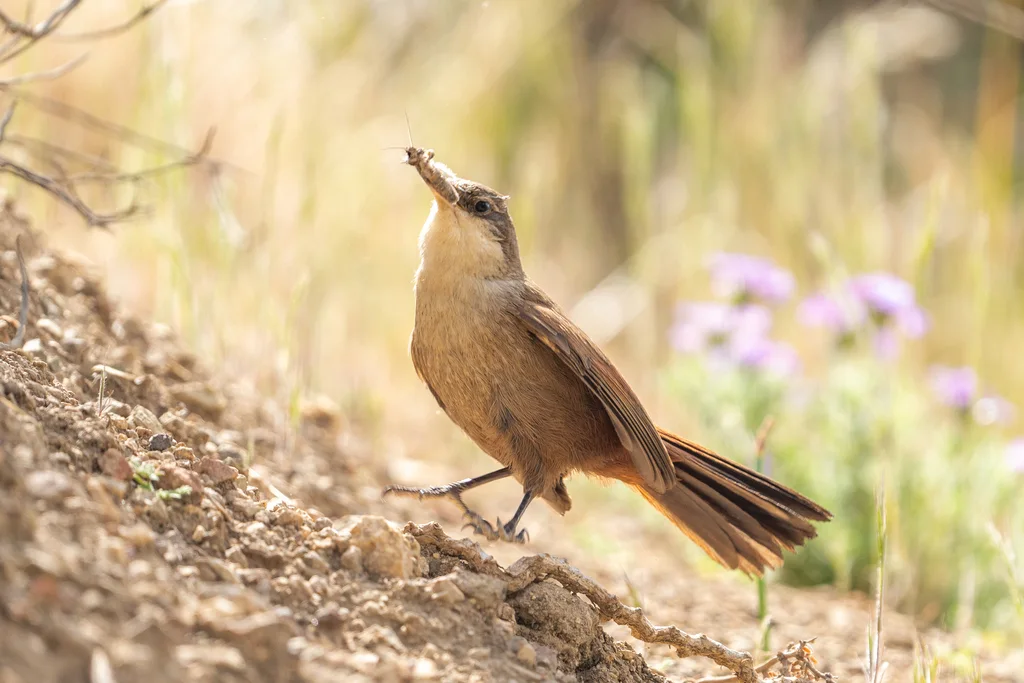 崖爬地雀(Ochetorhynchus melanurus)
